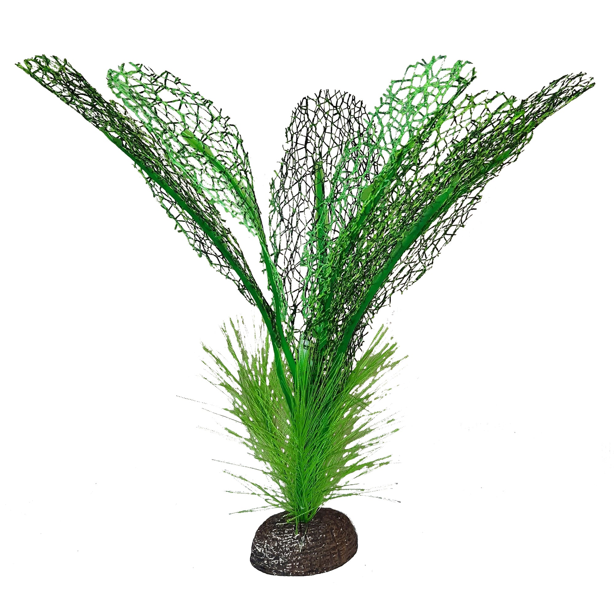 Madagaskar-Spitzenpflanze – Betta Decor Madagaskar-Spitzenpflanze – Betta Decor